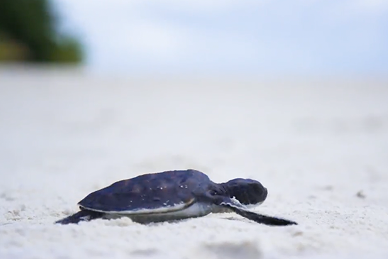 Día de los océanos