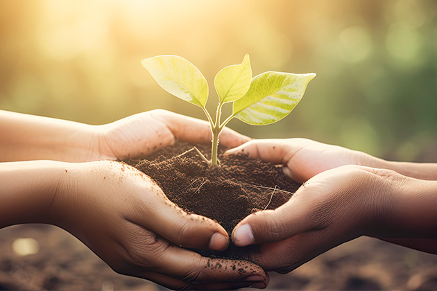 Dos manos sujetan una planta.