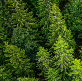 Infografía Sostenibilidad