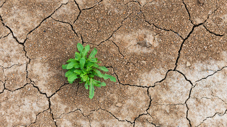 La resiliencia será fundamental para gestionar la incertidumbre y hacer frente a las adversidades en el mundo post COVID-19.