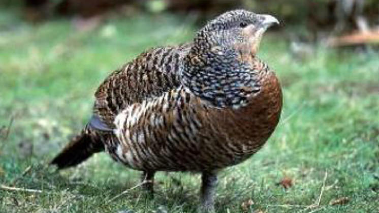 Urogallo cantábrico.