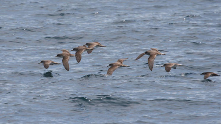 Pardela cenicienta en migración. © Pep Arcos.