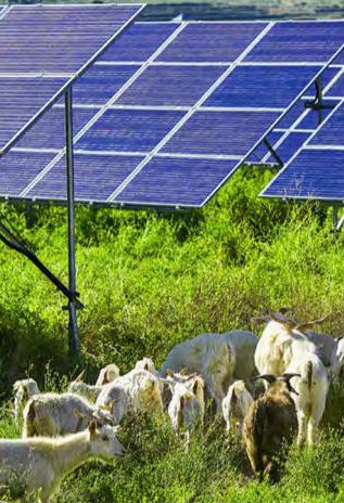 Ovejas en planta fotovoltaica