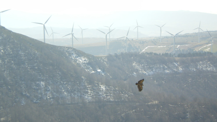 El grupo Iberdrola desarrolla iniciativas en sus parques eólicos para proteger la avifauna.